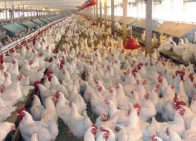 تورم سالانه تولیدکننده مرغداری های صنعتی به 69 درصد رسید