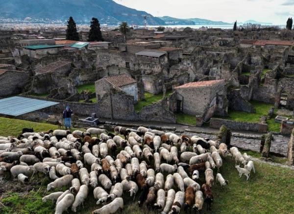 گله گوسفند؛ راه حل عجیب برای حفظ محوطه باستانی ایتالیا