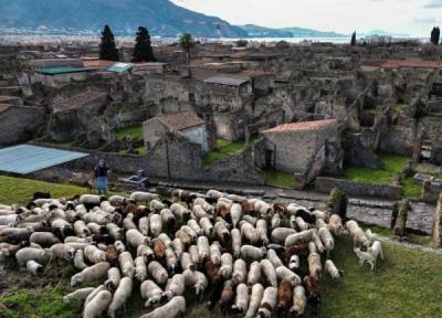 گله گوسفند؛ راه حل عجیب برای حفظ محوطه باستانی ایتالیا